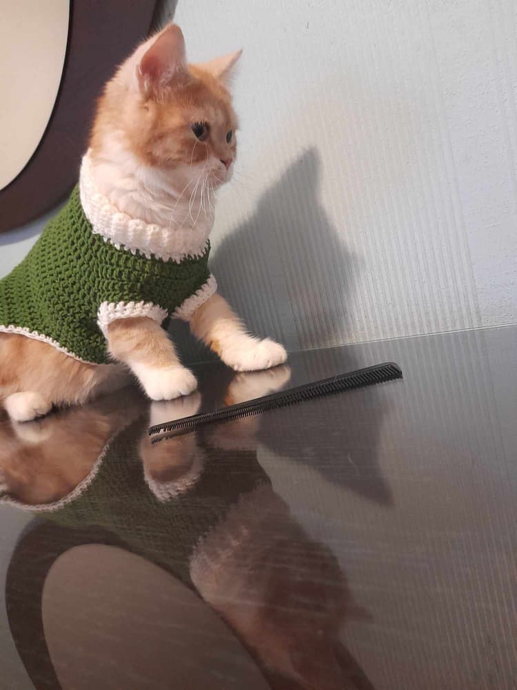 cat pullover