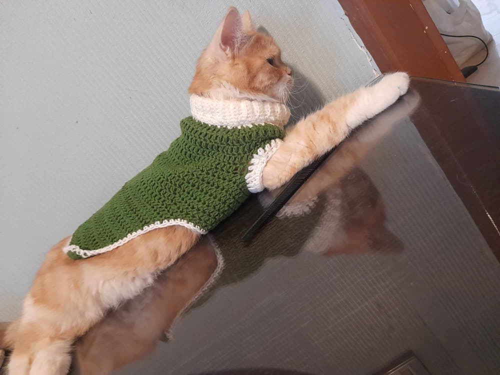 cat pullover