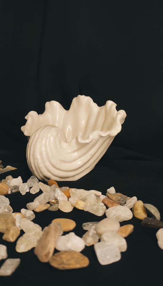 Tendy sea shell large size 